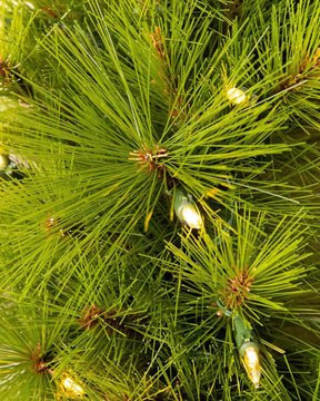 Árvore de Natal Verde Monterey Pine com Galhos Longos, Suporte Metálico e Micro LEDs Embutidos